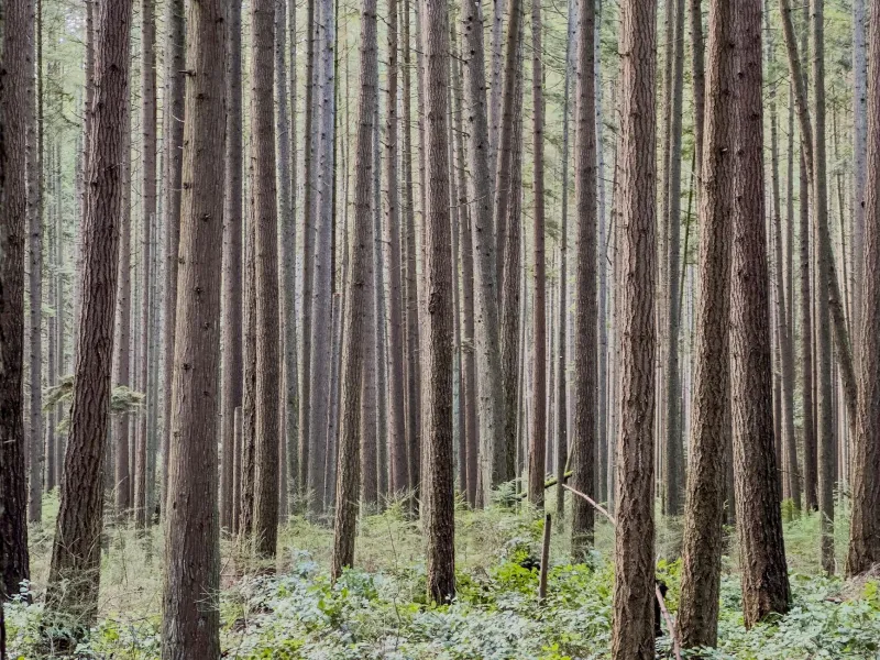 The Forest Ranger Who Spent Three Decades Protecting Trees That Didn't Exist