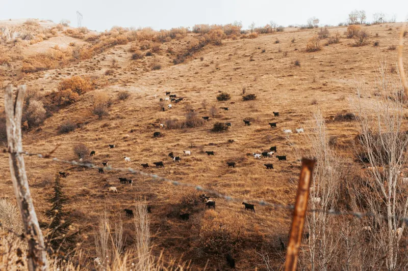 The Ranch That Vanished Into Federal Wilderness While the Owner Was Still Living On It